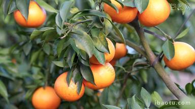 水果冻橙子汁丰收柑橘园农业扶贫